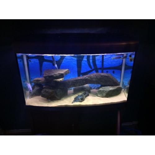200liter tanks stand filter and cichlids