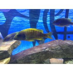 200liter tanks stand filter and cichlids