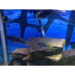 200liter tanks stand filter and cichlids