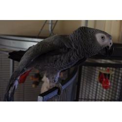 2yr Old Male African Grey