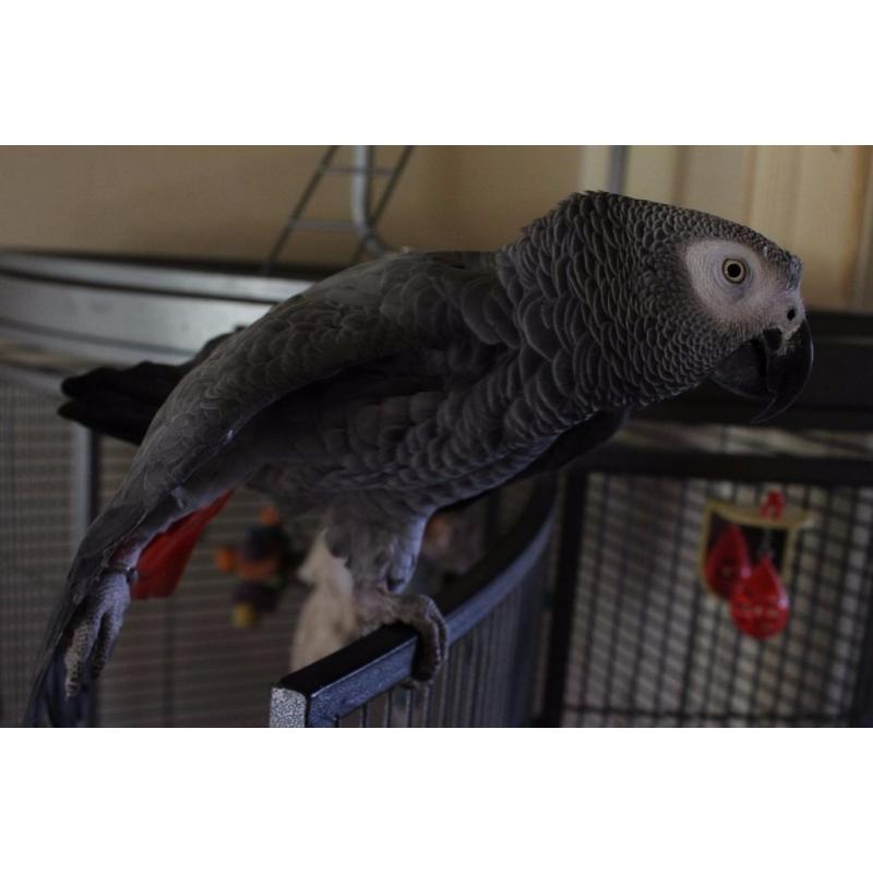 2yr Old Male African Grey
