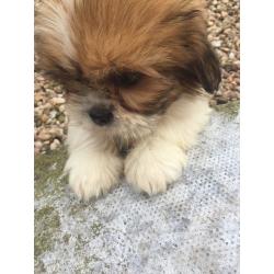 2 shitzu boys for sale