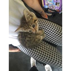 Kittens for sale