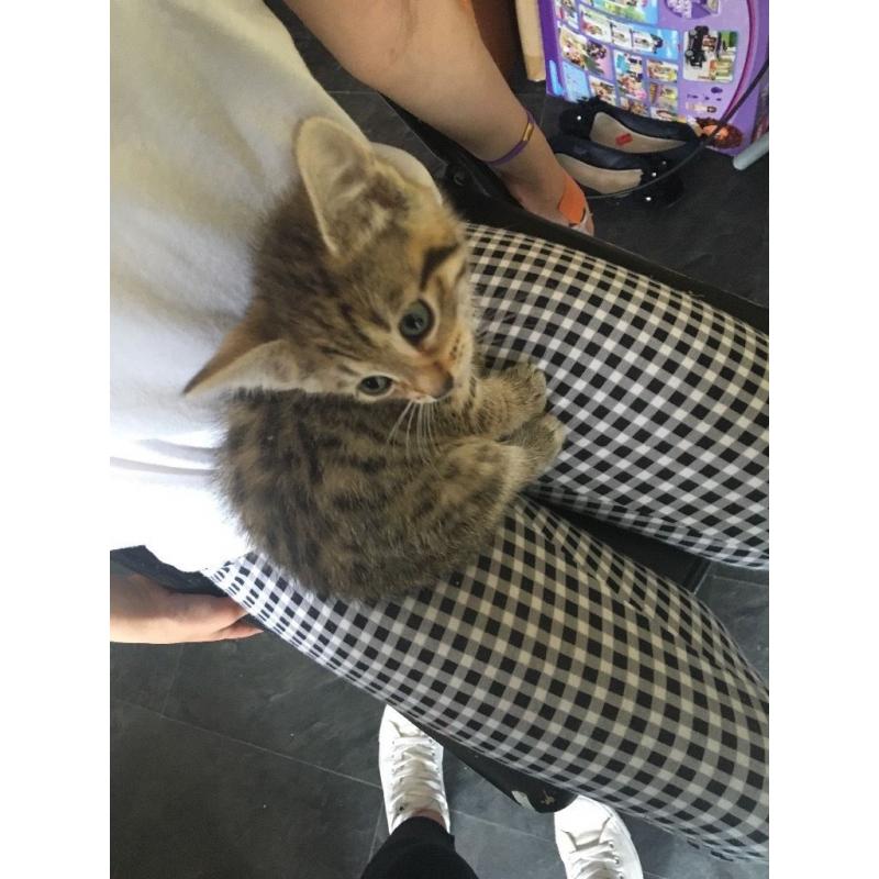 Kittens for sale