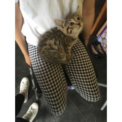 Kittens for sale