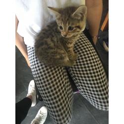 Kittens for sale