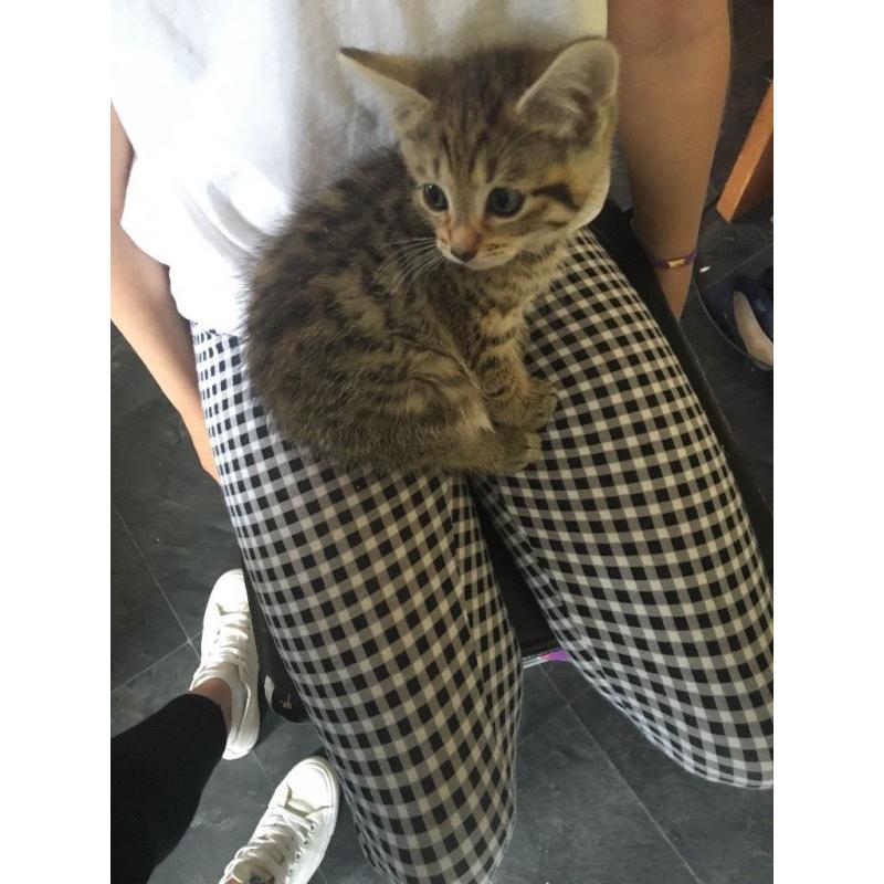 Kittens for sale