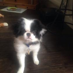 Japanese chin boy kc reg