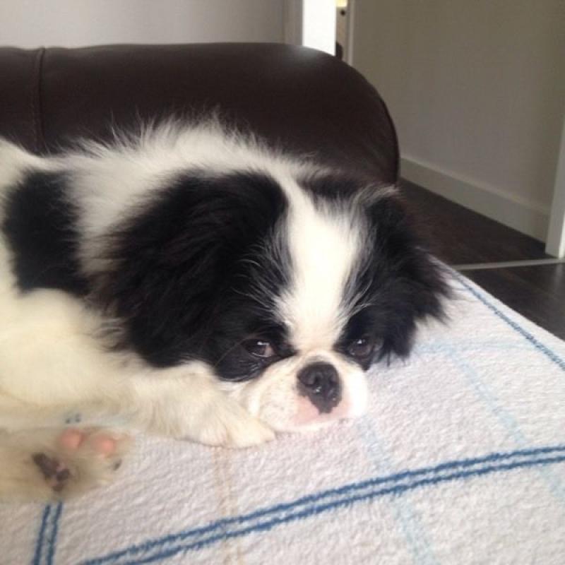Japanese chin boy kc reg