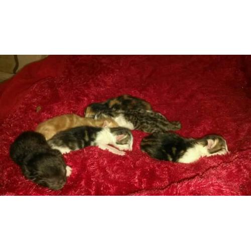 3 kittens for sale