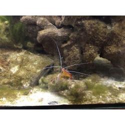 Marine tank for sale full setup going cheap as need the room