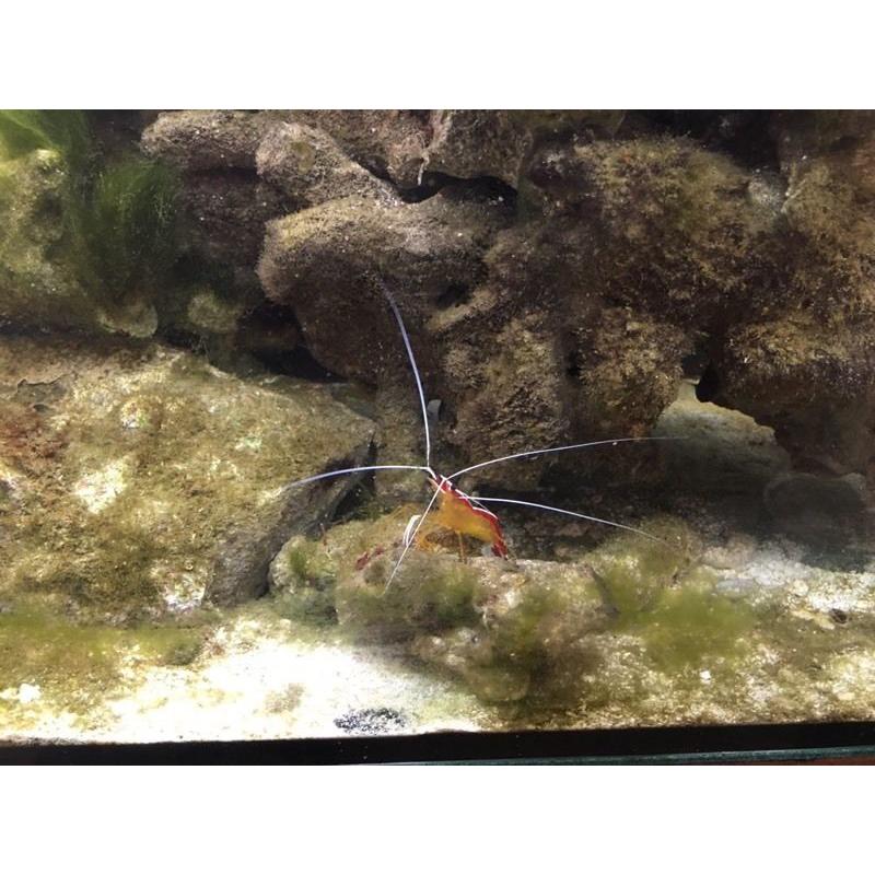 Marine tank for sale full setup going cheap as need the room