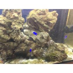 Marine tank for sale full setup going cheap as need the room