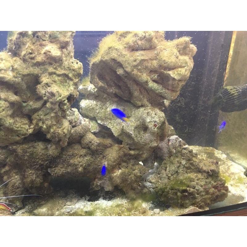 Marine tank for sale full setup going cheap as need the room