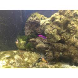 Marine tank for sale full setup going cheap as need the room