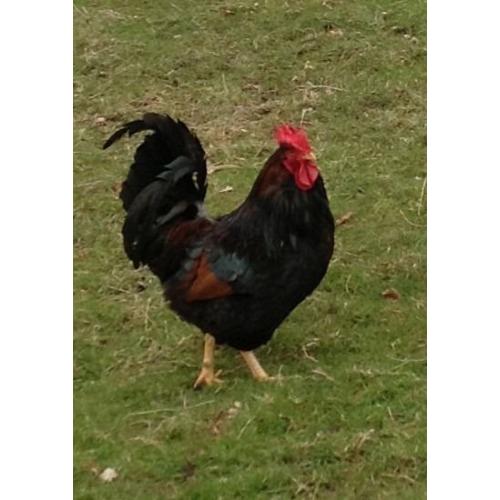 Barnevelder Cockerel 5 year plus old. Splendid character.