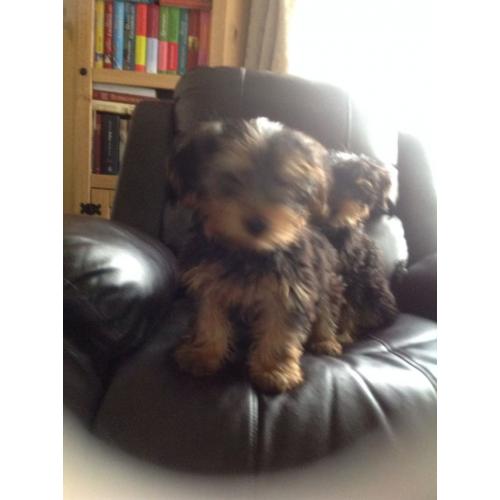 Pedigree Yorkshire terrier puppies