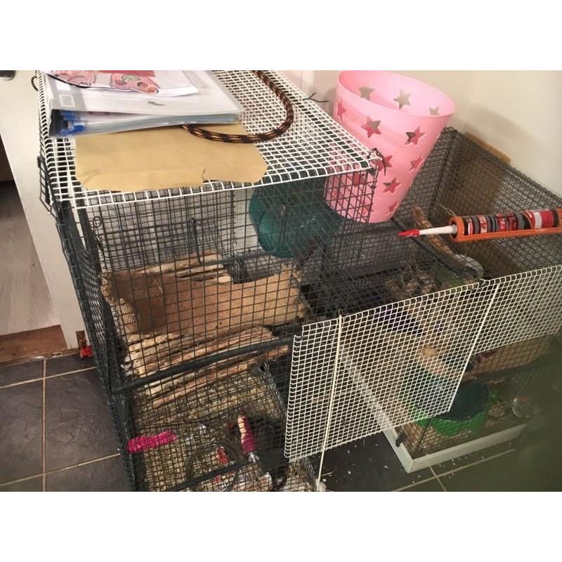 3 male degus, cage, food,... Needing a new home:)