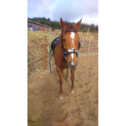 Wonderful hack or riding club horse