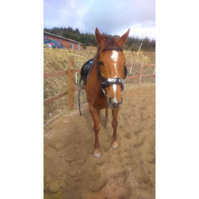 Wonderful hack or riding club horse