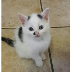 Kittens for sale