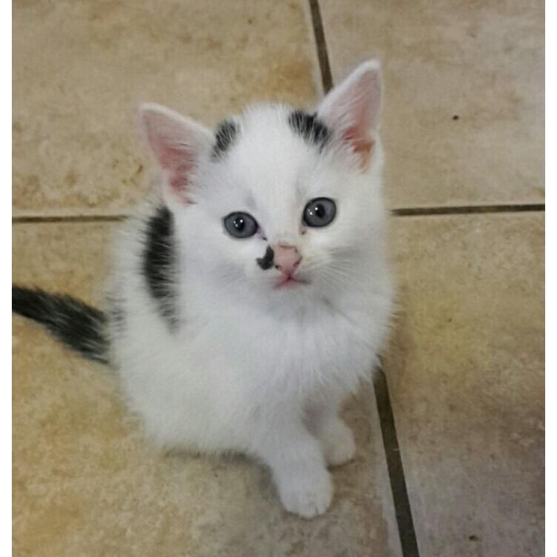 Kittens for sale