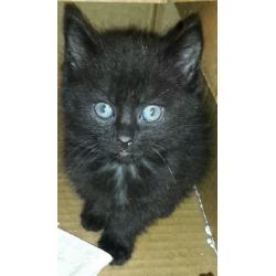 Kittens for sale