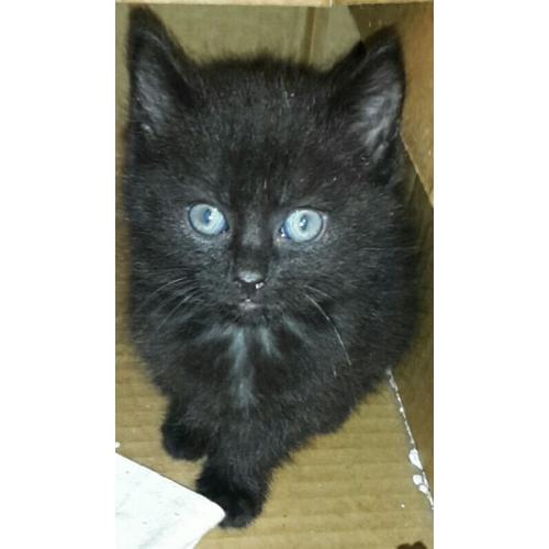 Kittens for sale