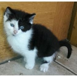 Kittens for sale