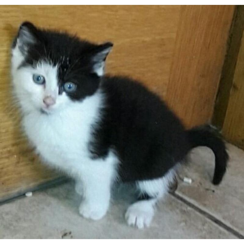 Kittens for sale
