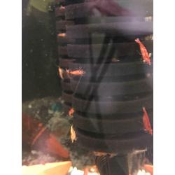 Cherry shrimps