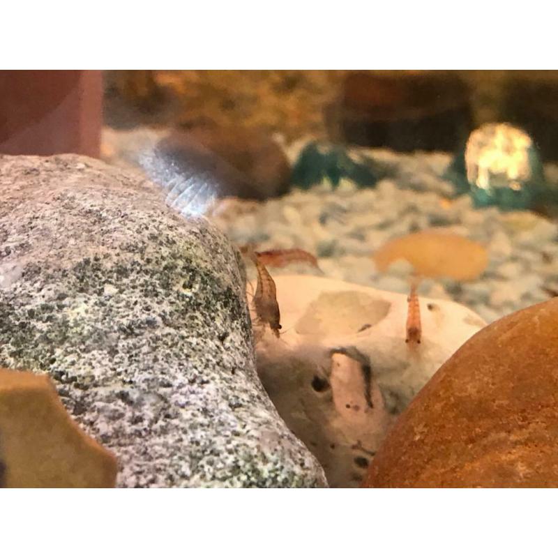Cherry shrimps