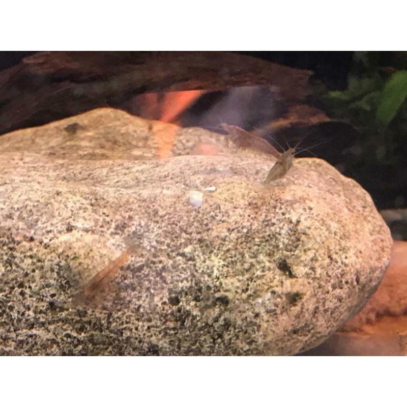 Cherry shrimps