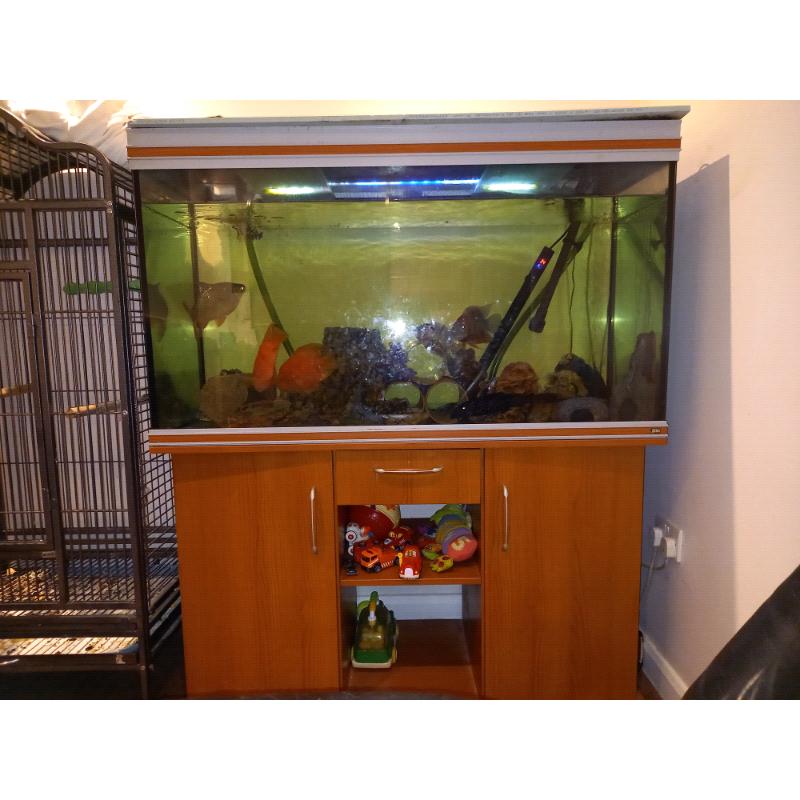 Large Fish Tank