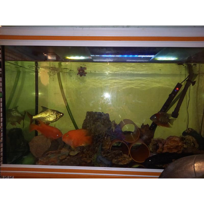 Large Fish Tank