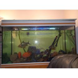 Large Fish Tank
