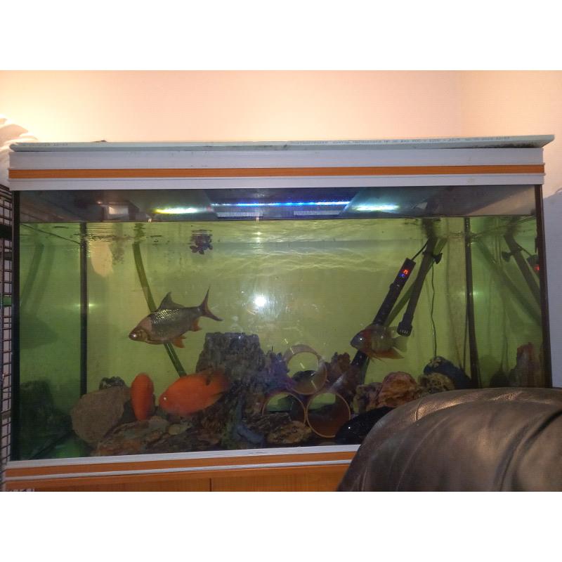 Large Fish Tank