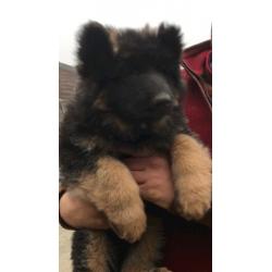 German shepherd puppies