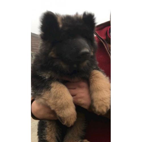 German shepherd puppies