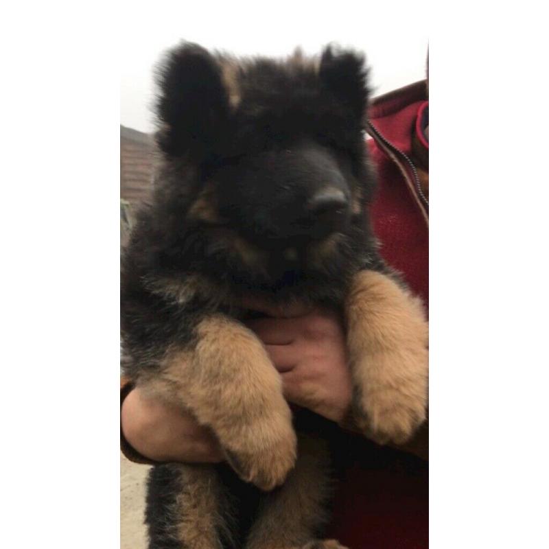 German shepherd puppies