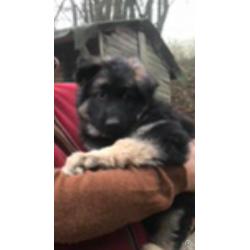 German shepherd puppies