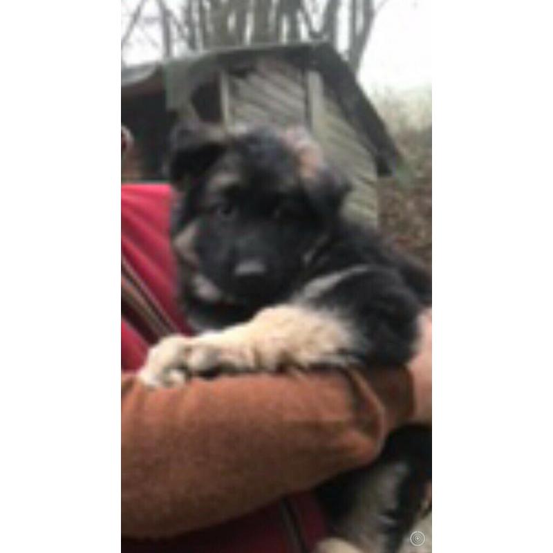 German shepherd puppies