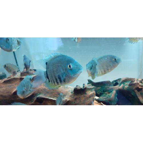 Small and medium Severums for sale.