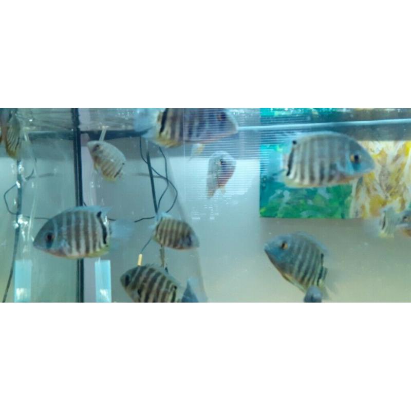 Small and medium Severums for sale.