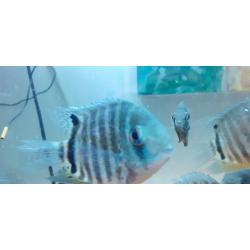 Small and medium Severums for sale.