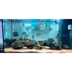 Small and medium Severums for sale.