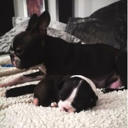 Boston terrier puppies for sale