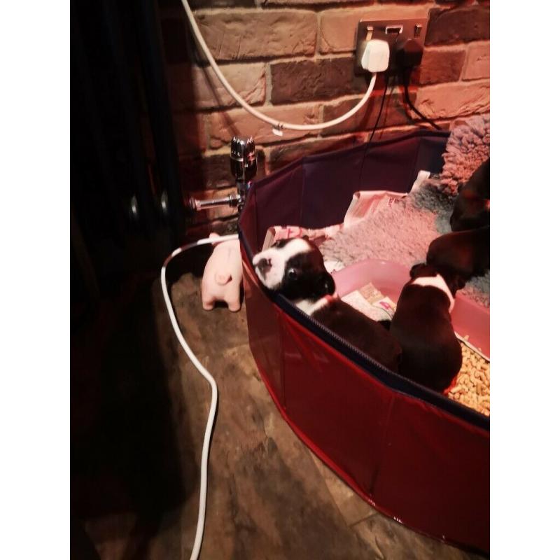 Boston terrier puppies for sale
