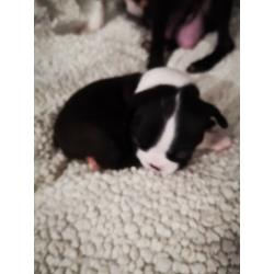 Boston terrier puppies for sale