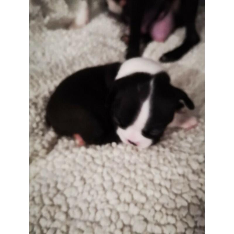 Boston terrier puppies for sale